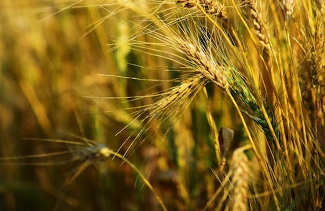 Crop Care