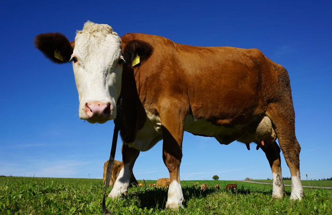 Dairy Literacy