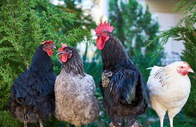 Poultry Literacy