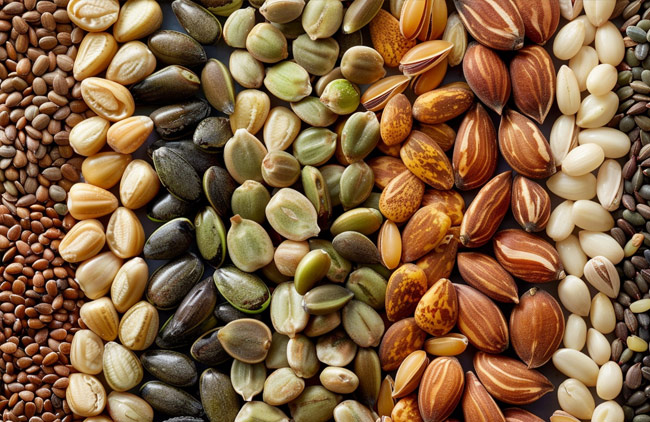 Seeds Literacy